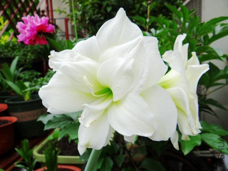 DSC00796_conew1.jpg