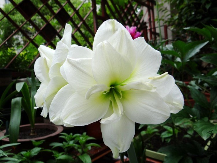 DSC00797_conew1.jpg
