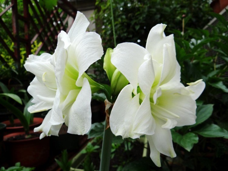 DSC00800_conew1.jpg