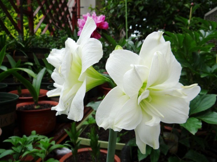 DSC00799_conew1.jpg