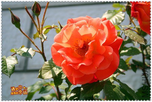 ��Ƭ 059_����a.jpg