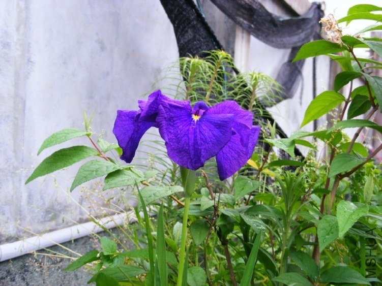123.jpg