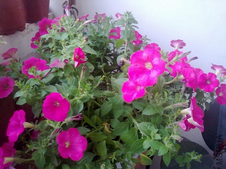 20130430035_����.jpg