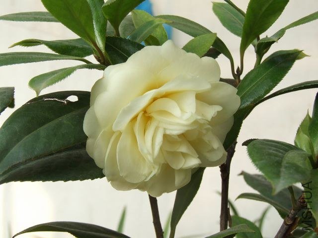 DSCF5689.JPG