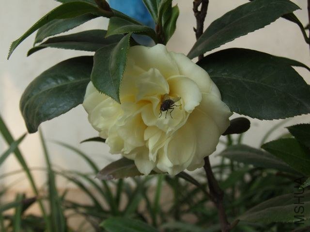 DSCF5688.JPG