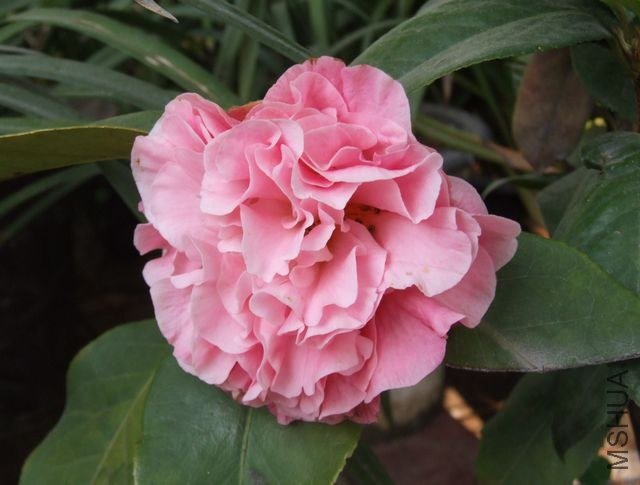DSCF5691.JPG