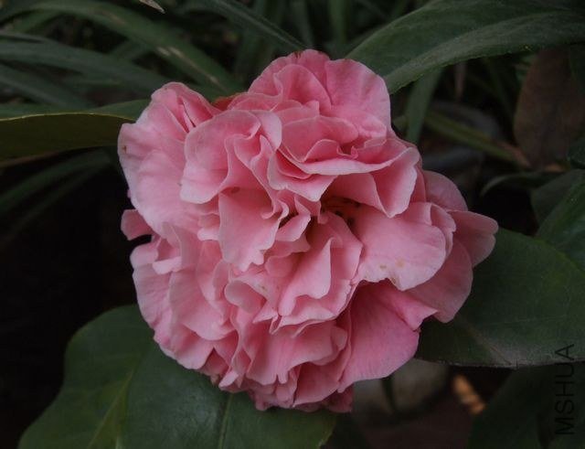 DSCF5692.JPG