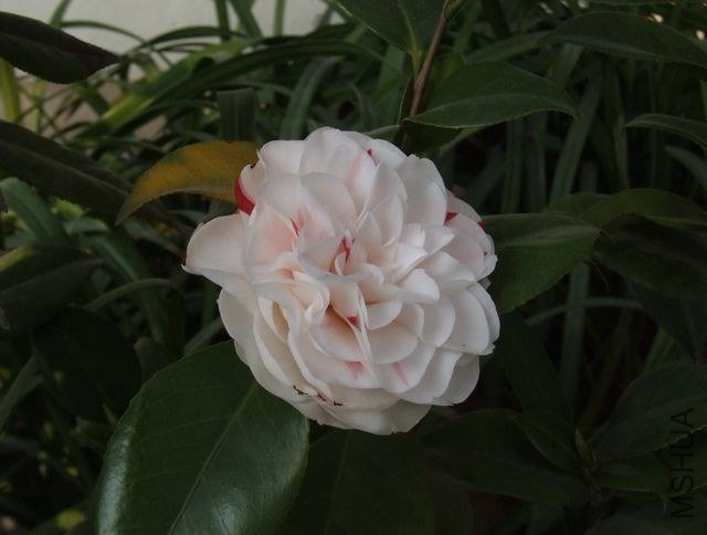 DSCF5686.JPG