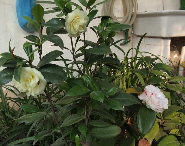 DSCF5683.JPG