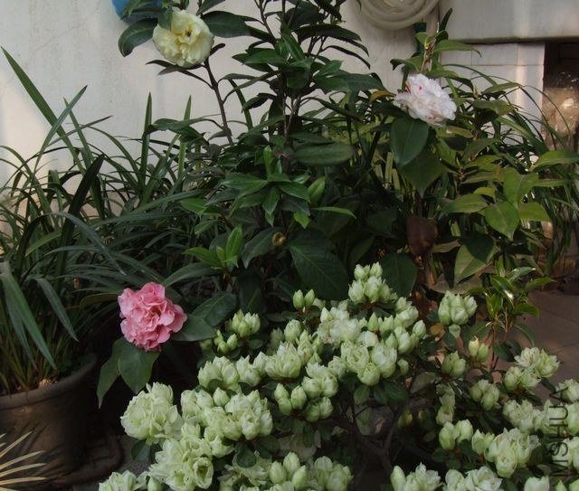 DSCF5694.JPG