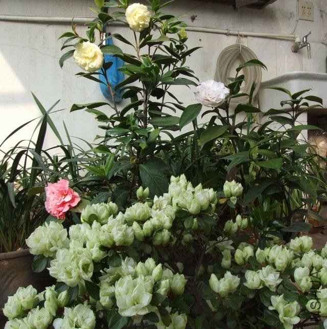 DSCF5699.JPG