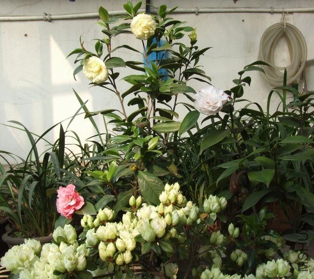 DSCF5700.JPG