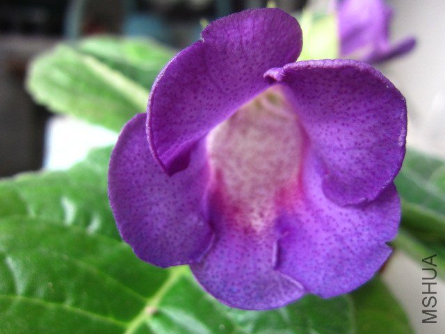 ��Ƭ 011.jpg