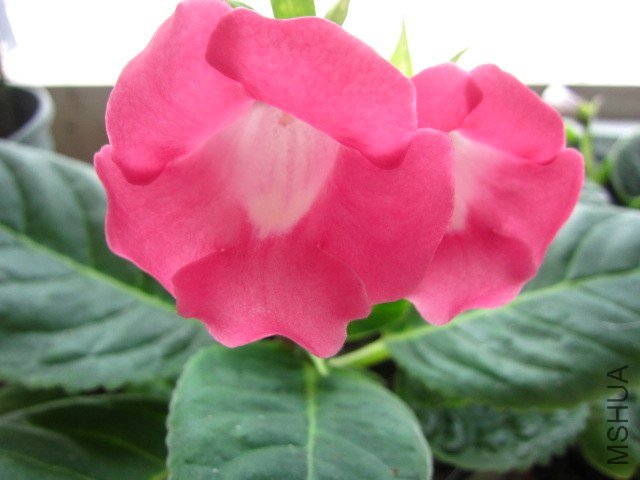 ��Ƭ 012.jpg