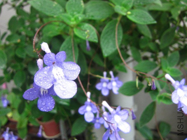 ��Ƭ 005.jpg