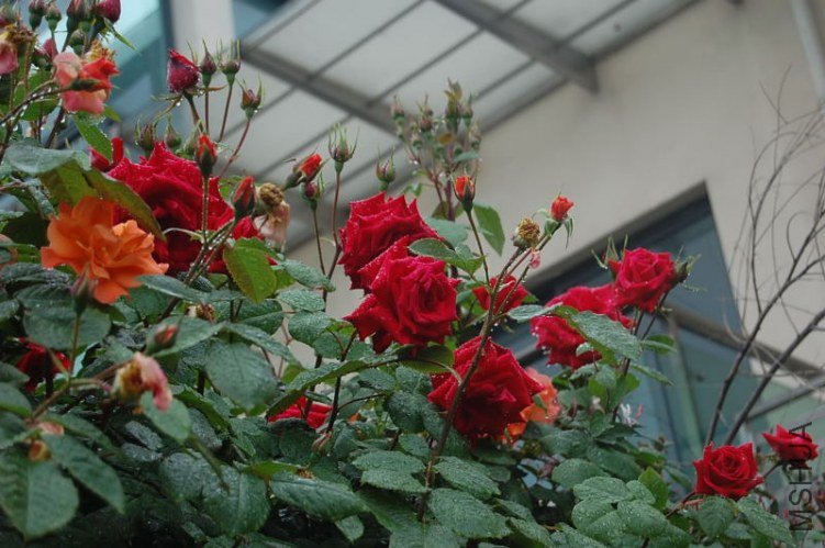 DSC_00390039.JPG