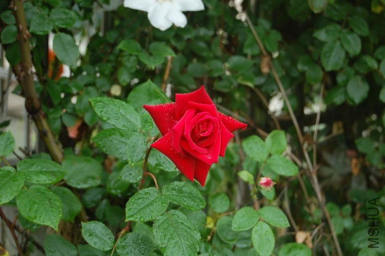 DSC_00380038.JPG