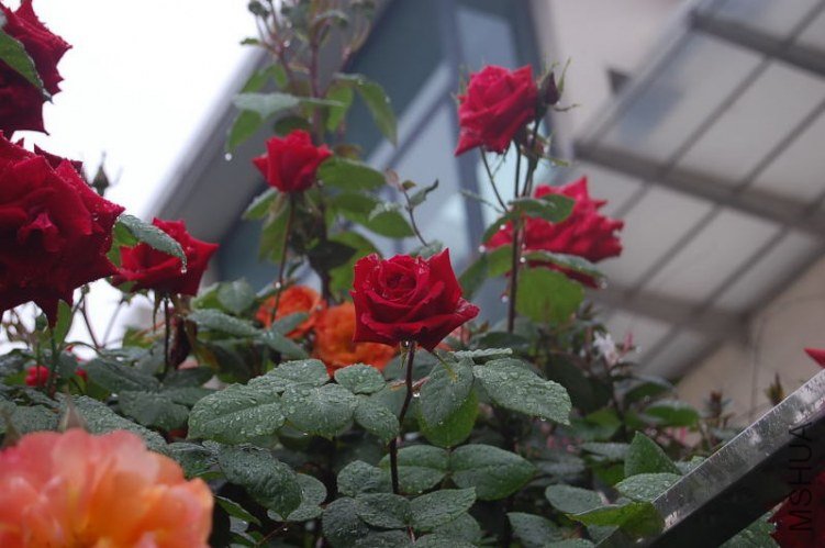 DSC_00420042.JPG