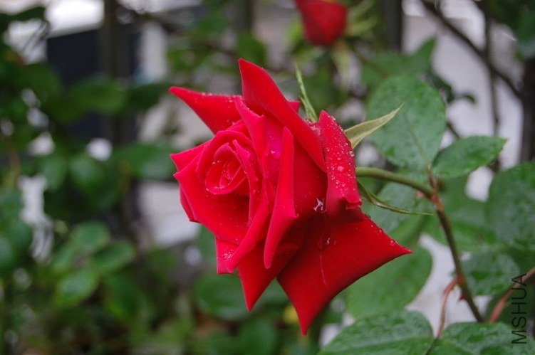 DSC_00410041.JPG