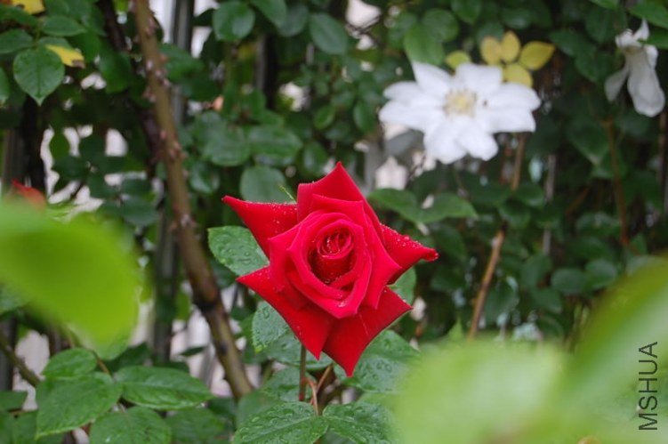 DSC_00530053.JPG