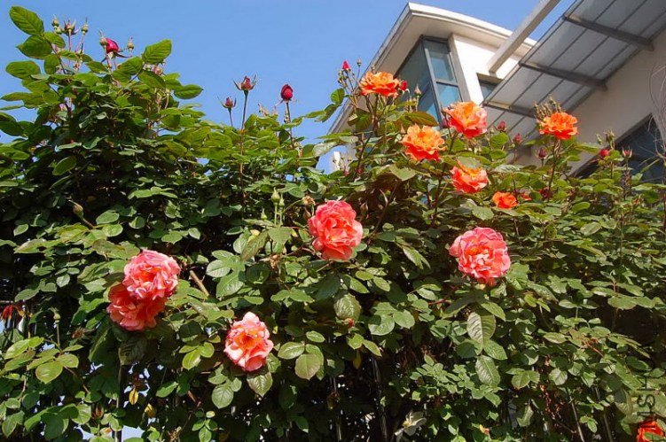 DSC_00010001.JPG