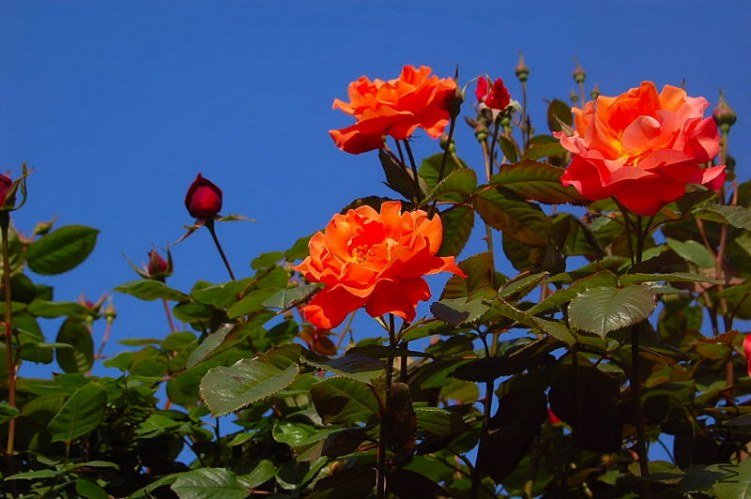 DSC_00040004.JPG