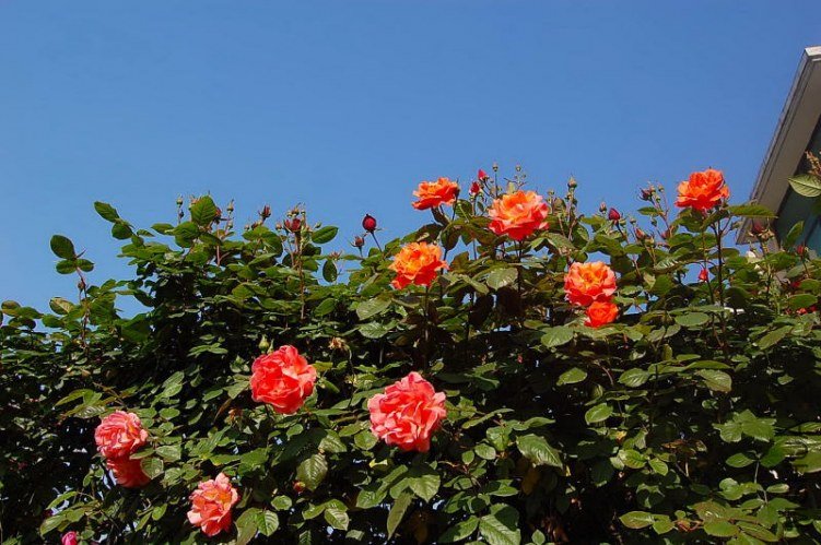 DSC_00090009.JPG