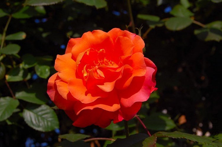 DSC_00060006.JPG
