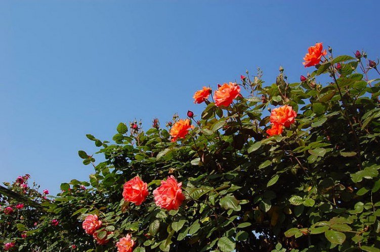 DSC_00100010.JPG