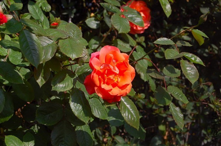 DSC_00070007.JPG