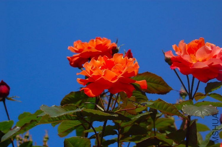 DSC_00600060.JPG