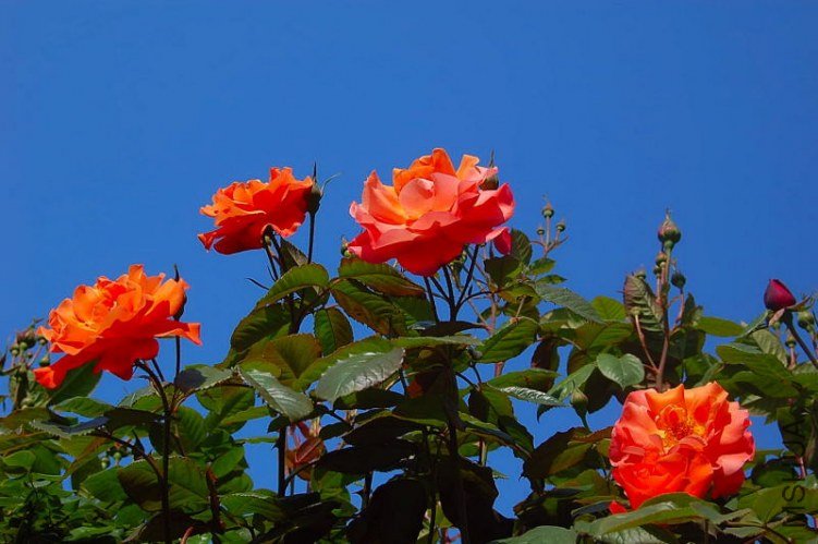 DSC_00620062.JPG