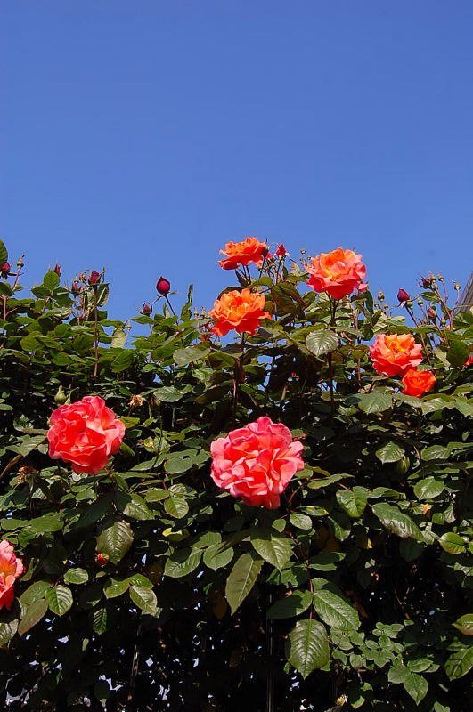 DSC_00130013.JPG