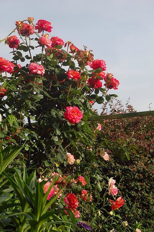 DSC_02340234.JPG