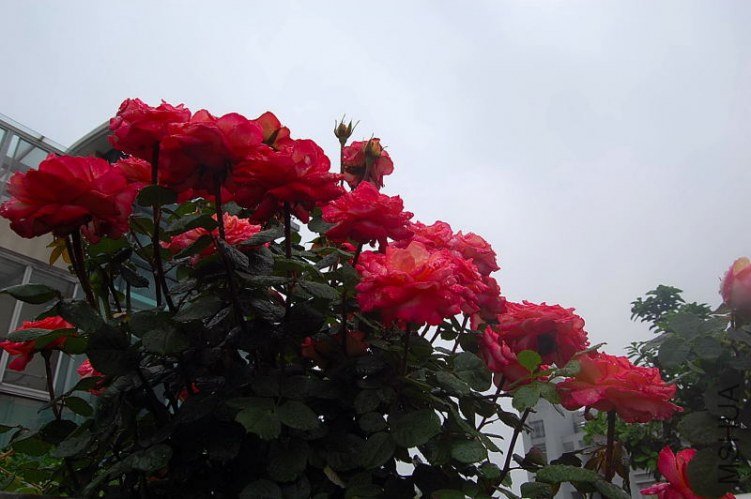 DSC_00700070.JPG