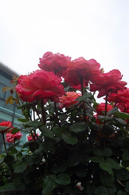 DSC_00680068.JPG