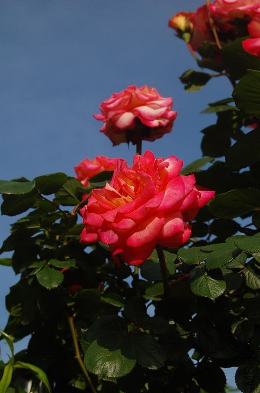 DSC_02190219.JPG