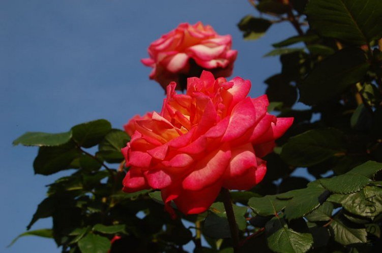 DSC_02170217.JPG