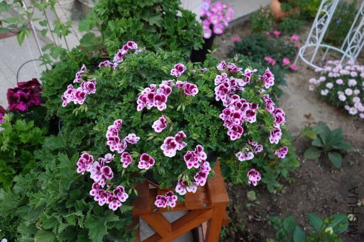 DSC00104.JPG