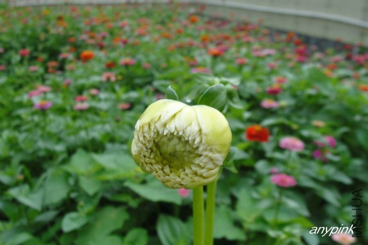 nEO_IMG_DSC02160.jpg