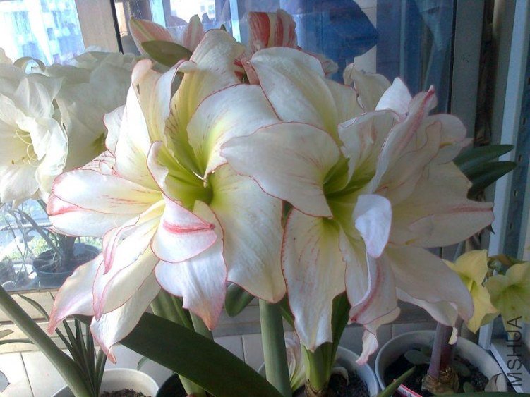 ��Ƭ0646.jpg