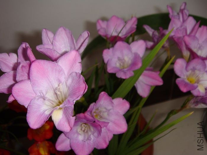 DSC06403.JPG