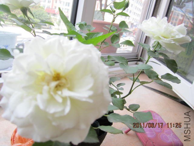 IMG_1481.JPG