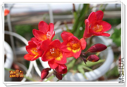 ��Ƭ 005_����.jpg