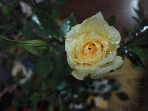 DSC00763.jpg