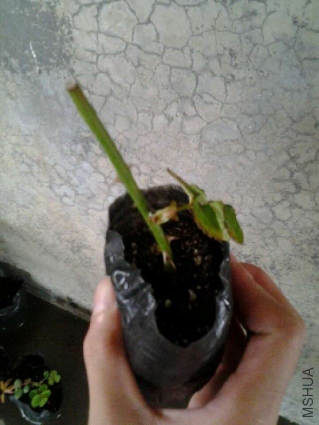 δ����.jpg