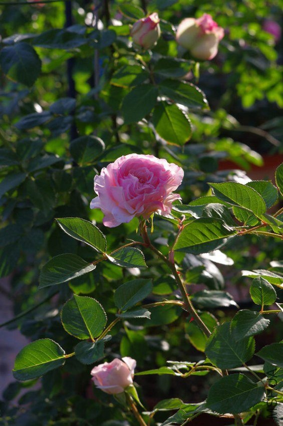 IMGP5634.JPG