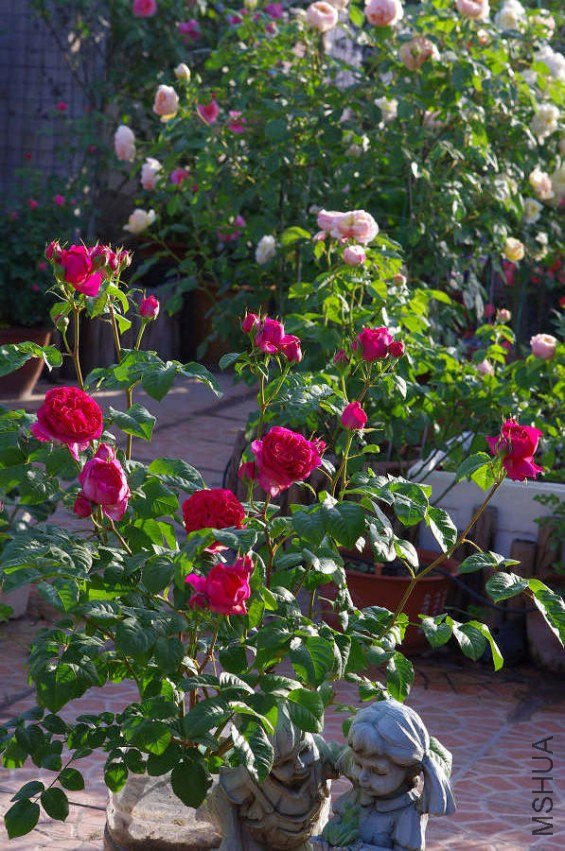 IMGP5646.JPG