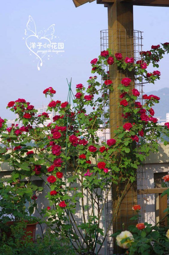 IMGP5611.JPG