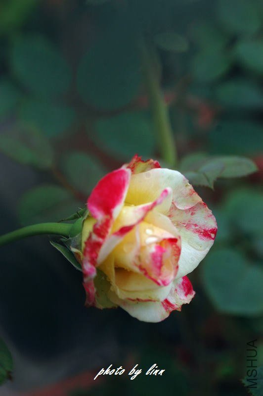 DSC_3285.jpg